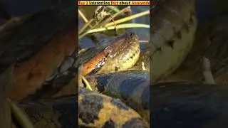 Top 3 interesting fact about Anaconda #shorts #facts #thefacts