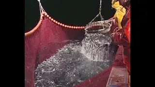 La  Coopérative  Maritime, son histoire ( la pêche quand c'était le bon temps)Video film de Bretagne