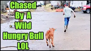 Chased By A Wild Hungry Bull LOL