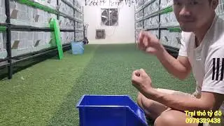 Cách cho thỏ con bú sữa ngoài đơn giản, hiệu quả