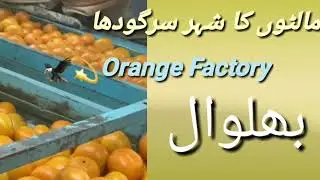 #مالٹوں کا شہر سرگودھا بھلوال
