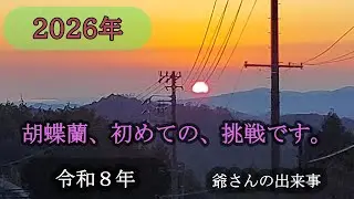 爺さんの色々な出来事で、胡蝶蘭の植え替えに挑戦です。#胡蝶蘭 #シニア  #猫