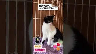 キリッとカッコいいあんりくん🌟仔猫たちの中では、ちょっと落ち着いたクールタイプです保護されてきた時から比べると、だいぶ人馴れしてきました😉#shorts