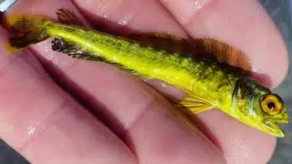 Surf Fishing late-August on Long Island, NY: Storm effects, Mahi, Fluke, Tog, Blowfish & More!