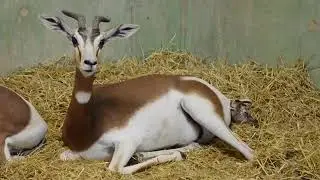 Nugurmerho shoken