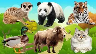 Love The Life Of Cute Animals Around Us: Lion, Peacock,Whale, Rooster, Frog, Eagle - Animal Sounds