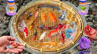 Ищу рыбу-убийцу кои, бойцовую рыбку, золотую рыбку, сома, рыбу-комету, глофиша, рыбу кои