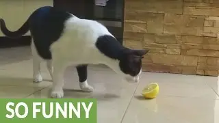 Cat hilariously confused by lemon slice