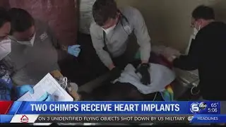 Two chimps receive heart implants