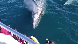 Newport Landing Whale Watching Highlight reel in Newport Beach, CA