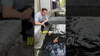 Koi Fish in Street Canals in Japan