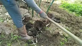 匯集這3個月來綠竹筍翻土 施肥與覆土過程五