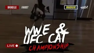 WWE Cat Championship #cat #wwe #ufc 