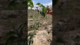 Granada - Luz Helena C&aacute;rdenas - BioExport - Compost Excel