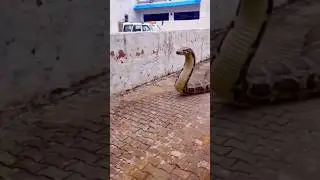 A MAIOR COBRA DO MUNDO #shorts