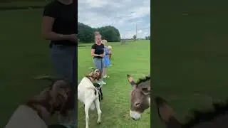 Верхом на ишаке