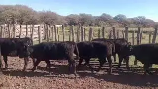 22 TERNERAS 220KG RANCUL LP