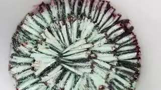 Presentación Anchoas Hazas