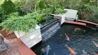 Hồ cá Koi một trong những hồ koi đẹp nhất ở sugar valley -Nashville -Tennessee USA 🇺🇸