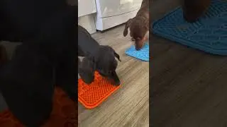 Slow Feeder Lick Mat For Dogs & Cats With Spatula | Calming Treats For Pets