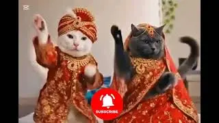 Cat Couple Dancing 😂🐱💃