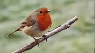 Rouge gorge familier