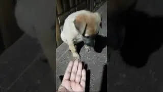 Village Dog's funny Movements: Cuteness Overload!