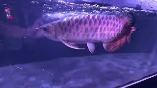 Gold arowana back in the tank after gill trim procedure 