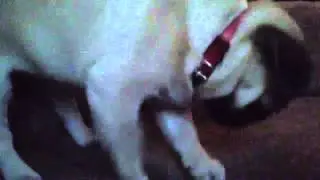 Bella the pug