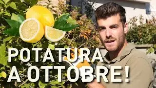 POTATURA del LIMONE, 3 operazioni AUTUNNALI 