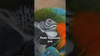 Sky High Marvels: The Incredible World of Birds 🦅🌍