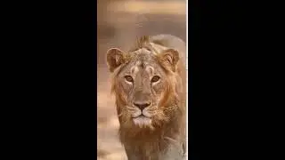 🔥Tiger walking status 2021|| Tiger walk whatsapp status || #TigerStatus |#TIGER_ATTITUDE_STATUS