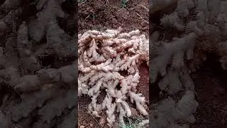 Божий план всегда