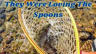 Trout Could Not Resist The Spoons!! Trout Fishing Rotary Park Arizona