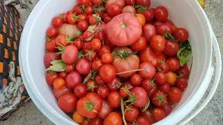 🥺EŞİM# GÖRÜNCE# ŞOK OLDU BAHÇEMİZDEN  #KOVALARLA# PEMBE VE MİSKET DOMATES🍅TOPLADIK🧿
