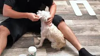 Pet Eye Wipes Review &ndash; Easy Daily Tear Stain Cleaner for Dogs