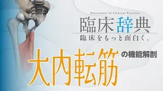 【大内転筋】知らないと絶対に損する！？大内転筋と股関節障害の臨床的な関わりについてどこよりも詳しく解説してみた！！