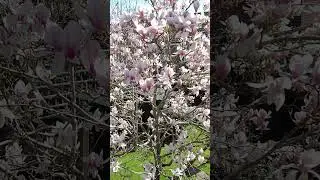 A Beautiful Magnolia Tree in Full Bloom #4k #magnolia #tree #magnoliatree #shorts