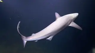 Caribbean Reef Shark Investigates Hercules | Nautilus Live
