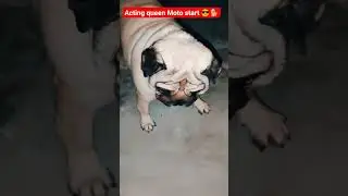 Выражение мордочки мопса просто запредельное 😂🔥