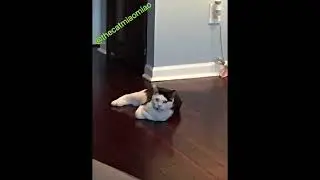 🔴 CATS PLAYING WITH BALLS, WITH SOUND EPIC, #CATS, #MEME, #CAT #MEMES (NEW IN 2026)