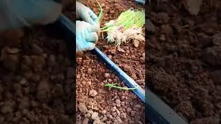 Cool technique for farmers planting onion seeds #shorts