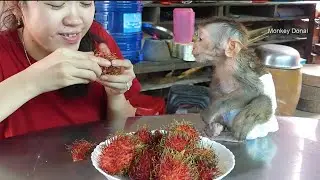 Awesome Monkey Baby Donal Talk To Mom Request Fresh Fruits