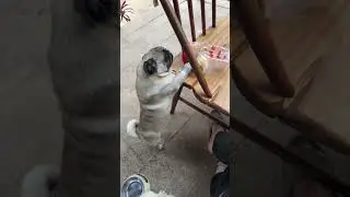 #pug #pugsofinstagram #puglife #puglove #pugs #dog #dogsofinstagram #pugstagram #dogs #pugpuppy