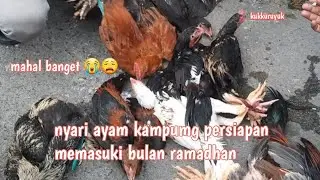 ayam kampung untuk persiapan memasuki bulan ramadhan