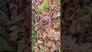 Autumn Forest Mushroom 🍄🍂 | Calm Nature Close Up #shorts