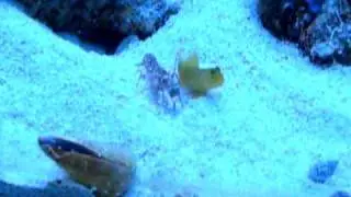 Cryptocentrus cinctus & tiger pistol shrimp