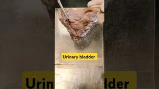 Urinary bladder #viralvideo #neetncertbiology #ncertbio #medical #anatomy #ncert #neetncert #neet