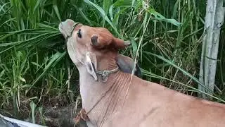 CO5 Hybrid Napier Grass Fertilizer Use Our Dairy Farm Cow Feeding Green Fodder Grass নেপিয়াৰ ঘাঁহ।