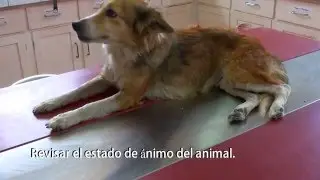 Sintomas que puede presentar un perro con anemia.